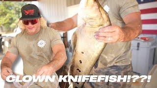 Clown Knife Fish!?!?!