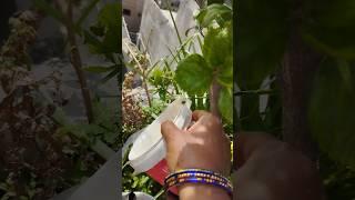 nattu#kanagambaram #delhi #kanagambaram #jathi #malli #south #gardening #organic #plantingtips #you