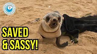 Grateful? Not This Time! A Feisty Seal Rescue