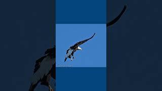 height of between 10,000 and 20,000 feet above sea level || #birds #eagles #youtubeshorts