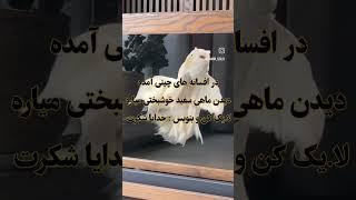 اگر به خدا ایمان داری مشترک کن و کامنت بزار یا