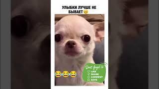 собака улыбается смешно #chicken