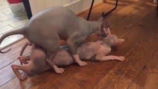 Sphynx cats making sweet sweet love