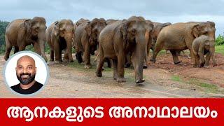 ആനകളുടെ അനാഥാലയം | Pinnawala Elephant Orphanage in Sri Lanka | Shaan Geo Stories