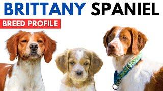 Brittany Spaniel Breed Profile History - Price - Traits - Brittany Spaniel Grooming Needs - Lifespan