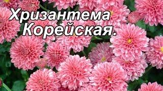 Хризантема корейская Посадка и уход