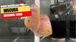 Inside Discuss Fish Breeding Farm | Contest Winning Farm | How to Keep Discuss Guide