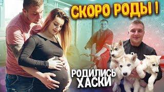 СКОРО РОДЫ! ПУЗО ЛОПАЕТСЯ! РОДИЛИСЬ ЩЕНКИ ХАСКИ! Виталий Зеленый / ВЛОГ