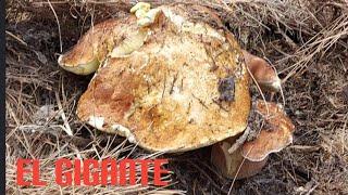 BOLETUS GIGANTE  1