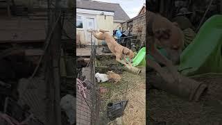Deerhound Saluki Cross Jumping With German Wire Haired Pointer #music #live #bobmarley75 #bobmarley