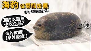 【從零開始養】海豹!海豹吃章魚也吃企鵝?海豹放屁意外療癒?海豹各種迷惑行為?【許伯簡芝】seal