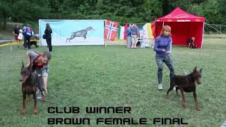 EUROPEAN DOBERMANN ALL STAR GRAND PRIX - SERBIA - CLUB WINNER BROWN FEMALE