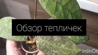 обзор тепличек с хойями