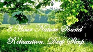 Nature Sound 3 Hour: Relaxation-soothing forest birds singing, relaxing sleep sounds