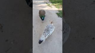 2 Peacock #peacock #birds #trending #foryou #zoo #shorts #youtubeshorts #viralvideo #beautiful #free