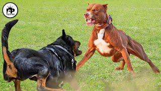 Rottweiler vs Pitbull: Which Is The Better Pet?