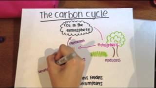 The Carbon Cycle By: Juliana and Natalia