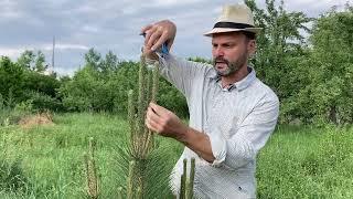 Обрезка (прищипка), формование сосны (pinus nigra)