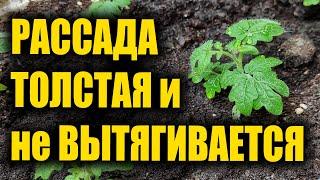 1 КАПЛЯ ЭТОГО И РАССАДА ТОЛСТАЯ И НЕ ВЫТЯГИВАЕТСЯ!