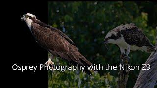Osprey Photography with the Nikon Z9