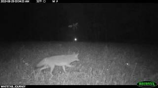 Bobcat Attacks Coyote—That Scream!!