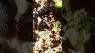 ANT WAR PSEUDONEOPONERA RUFIPES VS DIACAMMA ANT // YOUTUBE #SHORTS