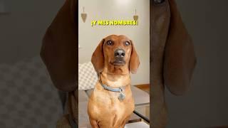 ¿Cuál te gusta más?  #shorts #reels #perrosalchicha #viral #teckel #dog #perros #subscribe