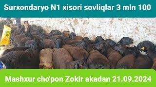 Surxondaryo Muzrabot Zang Mol bozori qo'y va qo'chqor narxlari 21.09.2024