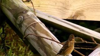 Linnet Bird - Linnets in My Garden