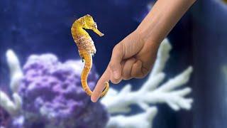 Perfect Seahorse Setup - *Hand Feeding*