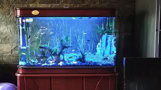 Planted tank update 4, important medicines for plants and fishes, beneficial bacteria for plants....