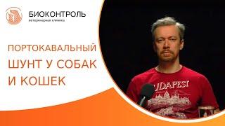  Портокавальный шунт у собак и кошек - диагностика и лечение. Портокавальный шунт. Биоконтроль. 18+