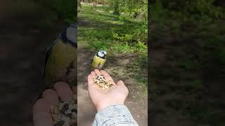 #птичка #ручная #синичка #весна #птицы #butterfly #бабочки #funny #music #song