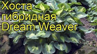 Хоста гибридная Дрим Вивер. Краткий обзор, описание характеристик hosta hybrida Dream Weaver