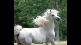 Arabian horse, pur sang arabe :  SH Cristal .Exported to Africa