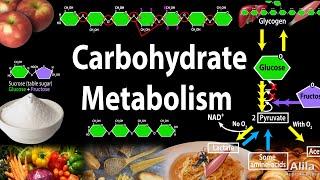 Carbohydrate Structure and Metabolism, an Overview, Animation.