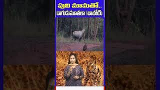 పులి మామతో దాగుడుమూతలా ! బాబోయ్