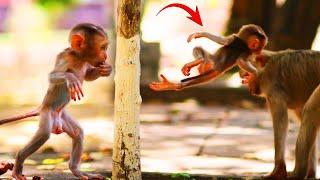 Adorable baby monkey MOKEN walking, playing, and climbing a tree and flying.