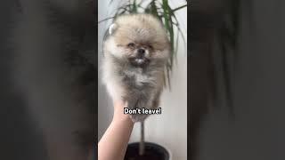I wanna stay with you  #dogs #puppy #trending #puppylove #dogvideos