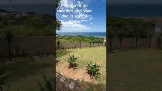 Pov you're on vacation!  #Vacation#beach#pets#dogs#puppy#Livia#fyp