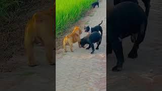 Pitbull bully dog ki ekdam se fight hogi  #shorts #trending #dog