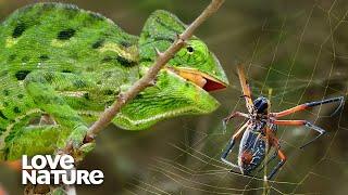 Chameleon vs. Deadly Orb-Weaver Spider