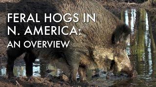 Feral Hogs in North America: An Overview