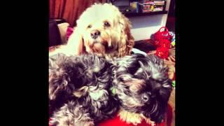 Helping hounds 2013 adoptions