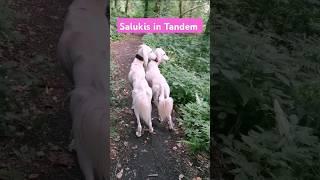 Tandem Salukis #saluki #puppy #dogshorts #dogs