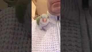 Meet Rocky the Quaker Parrot. Pirate of the Carribbean #shortvideo #parrot #pirates #funny #quakers