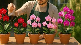 Pour 1 spoon every week! Orchids grow new roots and bloom immediately