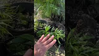 Top 3 Tips for Growing Palms from Seeds on EatYourBackYard
