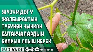 Жүзүмдүн бутакчаларын сөзсүз алуу керек!