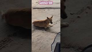 Dog videos #dog#dogshorts#dogs#doglover#doglovers#shorts#short#viral#trending#short#shortsfeed#trend